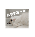 ∞ねこはる日和∞（個別スタンプ：1）