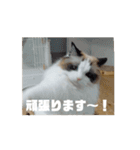 ∞ねこはる日和∞（個別スタンプ：4）