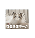 ∞ねこはる日和∞（個別スタンプ：5）