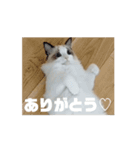 ∞ねこはる日和∞（個別スタンプ：7）