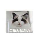 ∞ねこはる日和∞（個別スタンプ：9）