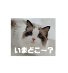 ∞ねこはる日和∞（個別スタンプ：10）