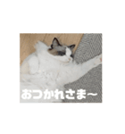 ∞ねこはる日和∞（個別スタンプ：12）