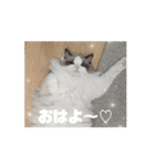 ∞ねこはる日和∞（個別スタンプ：13）