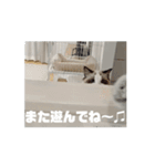 ∞ねこはる日和∞（個別スタンプ：14）