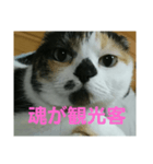小梅ちゃん スピリチュアル1（個別スタンプ：12）