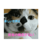 小梅ちゃん スピリチュアル1（個別スタンプ：16）