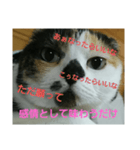 小梅ちゃん スピリチュアル1（個別スタンプ：31）
