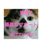 小梅ちゃん スピリチュアル1（個別スタンプ：33）