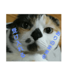 小梅ちゃん スピリチュアル1（個別スタンプ：35）