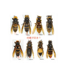 ミツバチと生き物いろいろvol.13.1（個別スタンプ：30）