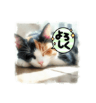 日向ぼっこ猫（個別スタンプ：6）