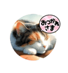 日向ぼっこ猫（個別スタンプ：8）