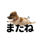 ジャックラッセルテリアのダニエルくん（個別スタンプ：32）