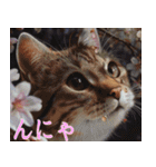 桜の下で猫たちが猫語で喋ってるスタンプ（個別スタンプ：14）