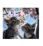 桜の下で猫たちが猫語で喋ってるスタンプ（個別スタンプ：17）