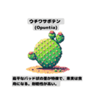 サボテン図鑑LINEスタンプ 第1弾（個別スタンプ：1）