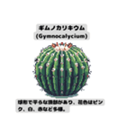 サボテン図鑑LINEスタンプ 第1弾（個別スタンプ：7）