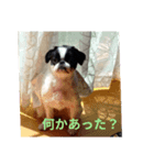 僕の犬の子‼こまちゃん2（個別スタンプ：4）