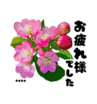 名前が変えられる可愛いピ春桜と敬語挨拶（個別スタンプ：6）