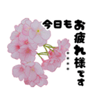 名前が変えられる可愛いピ春桜と敬語挨拶（個別スタンプ：7）