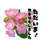 可愛いピンク❤️春桜と素敵な敬語挨拶（個別スタンプ：15）