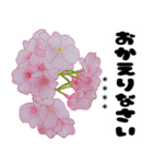 可愛いピンク❤️春桜と素敵な敬語挨拶（個別スタンプ：16）