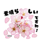 可愛いピンク❤️春桜と素敵な敬語挨拶（個別スタンプ：17）