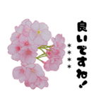 可愛いピンク❤️春桜と素敵な敬語挨拶（個別スタンプ：25）