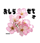 名前が変えられる可愛いピ春桜と敬語挨拶（個別スタンプ：29）