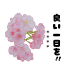 可愛いピンク❤️春桜と素敵な敬語挨拶（個別スタンプ：39）