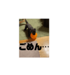 動く！可愛い犬（個別スタンプ：5）