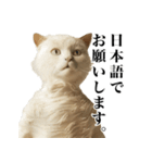 猫になった人間【あいさつ編】（個別スタンプ：16）