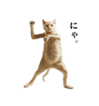 猫になった人間【あいさつ編】（個別スタンプ：18）