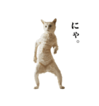 猫になった人間【あいさつ編】（個別スタンプ：19）