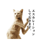 猫になった人間【あいさつ編】（個別スタンプ：32）