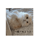 いやしのにゃんこⅠ（個別スタンプ：2）