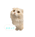 いやしのにゃんこⅠ（個別スタンプ：4）