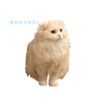 いやしのにゃんこⅠ（個別スタンプ：5）