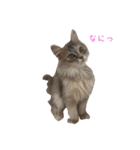 いやしのにゃんこⅠ（個別スタンプ：8）