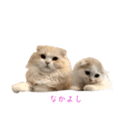 いやしのにゃんこⅠ（個別スタンプ：10）