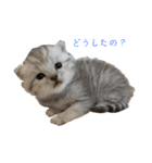 いやしのにゃんこⅠ（個別スタンプ：13）