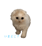 いやしのにゃんこⅠ（個別スタンプ：19）