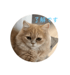 いやしのにゃんこⅠ（個別スタンプ：21）