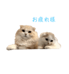 いやしのにゃんこⅠ（個別スタンプ：22）