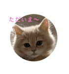 いやしのにゃんこⅠ（個別スタンプ：24）
