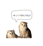 いやしのにゃんこⅡ（個別スタンプ：1）