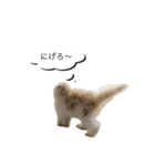 いやしのにゃんこⅡ（個別スタンプ：5）