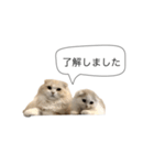 いやしのにゃんこⅡ（個別スタンプ：9）