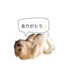 いやしのにゃんこⅡ（個別スタンプ：11）